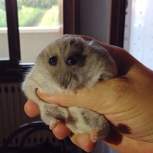 Meet your Posher, Ariana